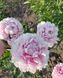 Sarah Bernhardt 3/5 0056 фото 1