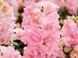 Твінні F1 orchid 100 шт низ., махр, Hem Genetics, Нідерланди 1688 фото