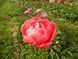 Coral Magic 3/5 0356 фото 3