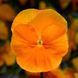 Дельта F1 orange 100 шт, Syngenta Flowers, Нідерланди 1495 фото