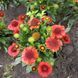 Гайлардія SpinTop&trade; red 0106 фото 3