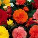 Лімітлесс F1 суміш 100 драже,Syngenta Flowers, Нідерланди 2183 фото
