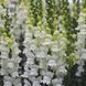 Опус F1 білий фреш 100 шт, на зріз, Syngenta Flowers, Нідерланди, 1641 фото