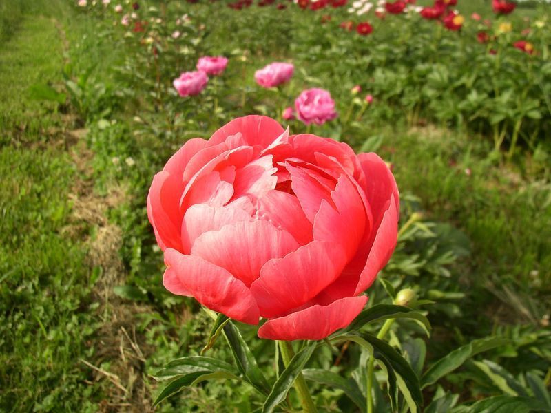 Coral Magic 3/5 0356 фото