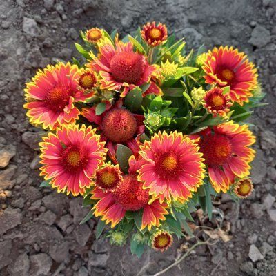 Гайлардія SpinTop&trade; Orange touch 0107 фото