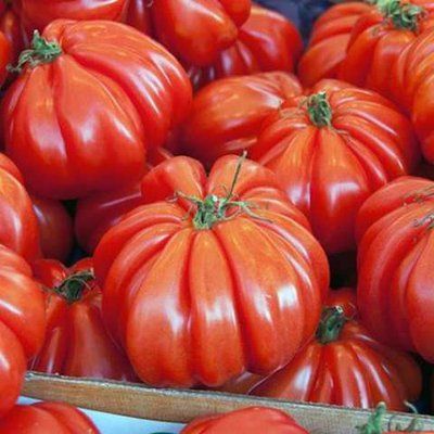 Португос F1 рожевий ребристий, 10 шт, United Genetics (Італія) 0805 фото