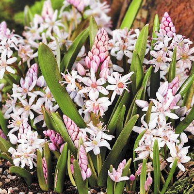 Проліска Bifolia Rosea 0257 фото