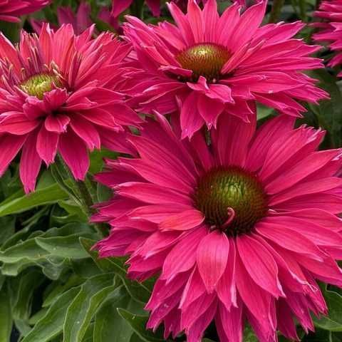 Ехінацея SunSeekers Sweet Fuchsia 2679 фото