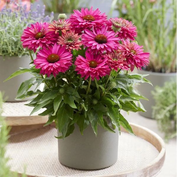 Ехінацея SunSeekers Sweet Fuchsia 2679 фото