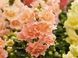 Твінні F1 peach 100 шт низ., махр, Hem Genetics, Нідерланди 1689 фото