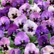 Дельта F1 purple surprise 100 шт, Syngenta Flowers, Нідерланди 1496 фото