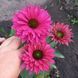 Ехінацея SunSeekers Sweet Fuchsia 2679 фото 1