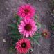 Ехінацея SunSeekers Sweet Fuchsia 2679 фото 6
