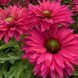 Ехінацея SunSeekers Sweet Fuchsia 2679 фото 2