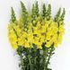 Опус F1 жовтий 100 шт, на зріз, Syngenta Flowers, Нідерланди 1642 фото