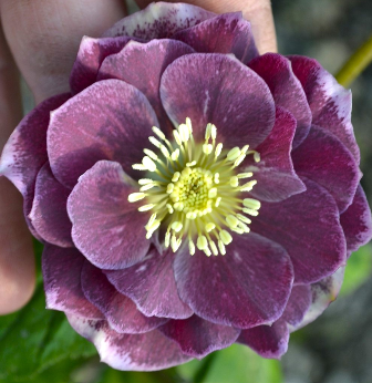 Double Aubergine white edge 3065 фото