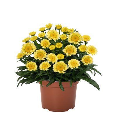 Ромашка Sweet daisy Isabel 2713 фото
