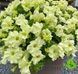 Лімбо F1 yellow lime 1000  драже, грандіфлора, Hem Genetics, Нідерланди 1772 фото