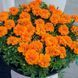 Чорнобривці розлогі Чіка (Хем Дженетікс, НІдерланди) orange, 200 шт		 2761 фото
