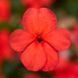 Імара F1 red 100 шт,Syngenta Flowers, Нідерланди 2217 фото