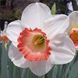 Нарцис  Pink Charm 12/14 0140 фото 1