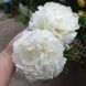 Півонія Omeo Snow 3/5 0536 фото 9