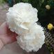 Півонія Omeo Snow 3/5 0536 фото 10