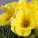 Примула Данова F1 lemon yellow 100 шт, Sakata, Японія 1922 фото