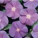СанШторм F1 лайт блу 100 шт,кущовий,Syngenta Flowers, Нідерланди 2267 фото
