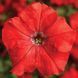 Тритунія F1 red 1000 драже, грандіфлора, Syngenta Flowers, Нідерланди 1822 фото