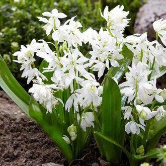 Проліска Siberica Alba 0258 фото