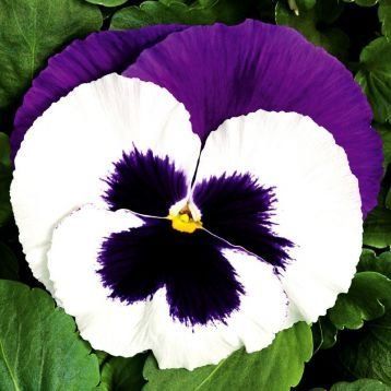 Колоссус F1 біла з пурпуровим крилом 100 шт, Syngenta Flowers, Нідерланди 1545 фото