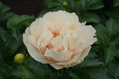 Just Peachy 3/5 2882 фото