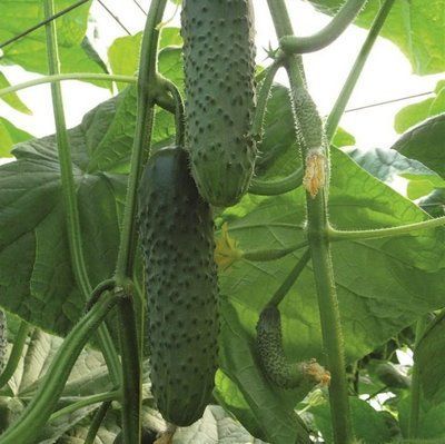 Баде F1 YS, 500 шт, Yuksel Seed (Турція) 1004 фото