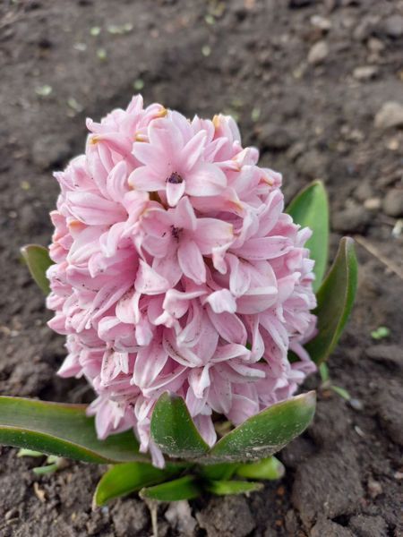 Гіацинт Apricot Passion  18/19 0058 фото