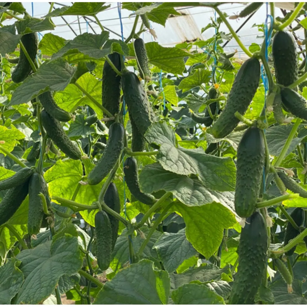 Баде F1 YS, 500 шт, Yuksel Seed (Турція) 1004 фото