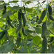 Баде F1 YS, 500 шт, Yuksel Seed (Турція) 1004 фото 2