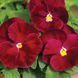 Дельта F1 rose 100 шт, Syngenta Flowers, Нідерланди 1497 фото