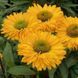 Ехінацея SunSeekers Golden Sun 2680 фото 2