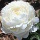Henry Sass 3/5 0358 фото 2