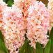 Гіацинт Apricot Passion  18/19 0058 фото 1