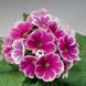 Лібре F1 rose picotee 100 шт,Syngenta Flowers, Нідерланди 1940 фото