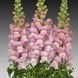 Опус F1 лавандовий 100 шт III/IV група, на зріз, Syngenta Flowers, Нідерланди 1643 фото