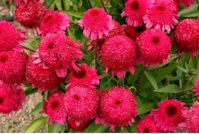 Echinacea PASO DOBLE&trade; &lsquo;Fuchsia&rsquo; 3035 фото