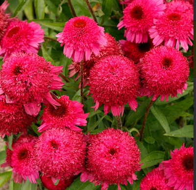 Echinacea PASO DOBLE&trade; &lsquo;Fuchsia&rsquo; 3035 фото