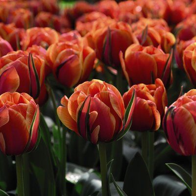 Тюльпан Queensday 12+ 0209 фото
