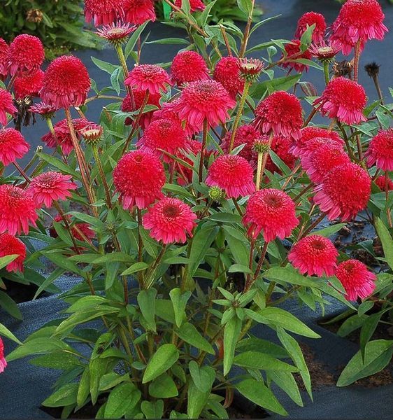 Echinacea PASO DOBLE&trade; &lsquo;Fuchsia&rsquo; 3035 фото