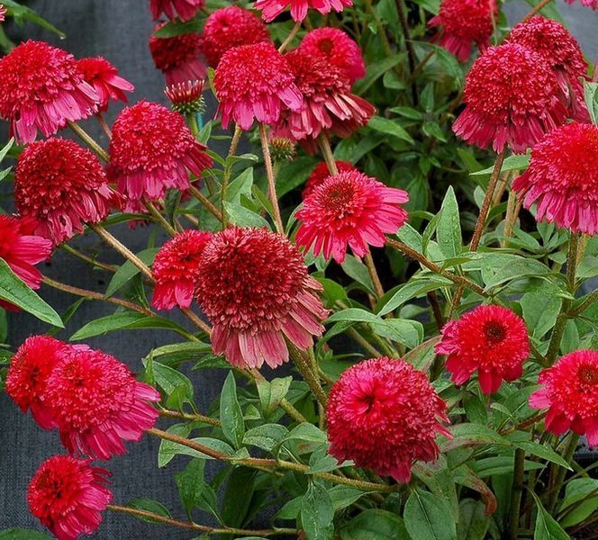 Echinacea PASO DOBLE&trade; &lsquo;Fuchsia&rsquo; 3035 фото