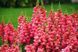 Опус F1 пінк 100 шт III/IV група, на зріз, Syngenta Flowers, Нідерланди 1644 фото