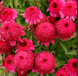 Echinacea PASO DOBLE&trade; &lsquo;Fuchsia&rsquo; 3035 фото 1